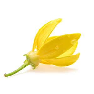 Aceite esencial ylang ylang