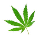 Aceite Vegetal Cannabis