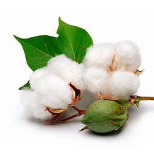 Aceite de algodón - Aceites vegetales para cosmética