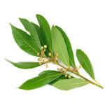 Aceite esencial laurel