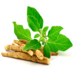 Planta Ashwagandha