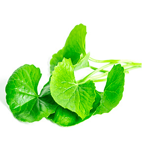 Planta Centella Asiatica