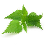 Planta Ortiga