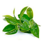 Planta Té verde