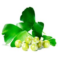 Planta GinkgoBiloba