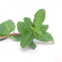 Planta Hierbabuena (1)