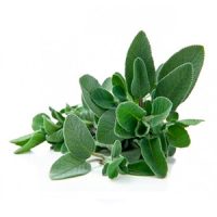Planta Salvia (2)