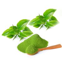 Planta Té Matcha (1)