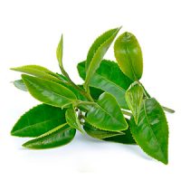 Planta Té verde